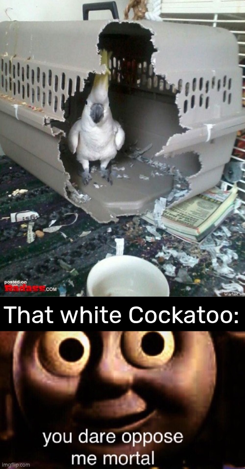 I fear no man. But that bird... it scares me. | That white Cockatoo: | image tagged in you dare oppose me mortal,birds | made w/ Imgflip meme maker