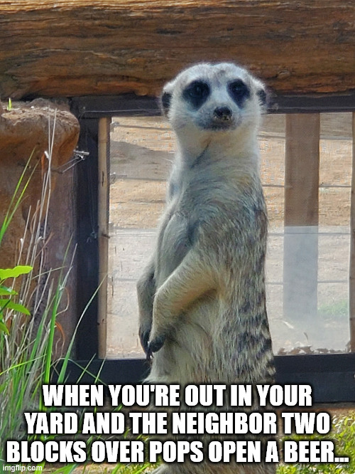 ears for beer | WHEN YOU'RE OUT IN YOUR YARD AND THE NEIGHBOR TWO BLOCKS OVER POPS OPEN A BEER... | image tagged in funny memes,meerkats,beer,neighbors | made w/ Imgflip meme maker