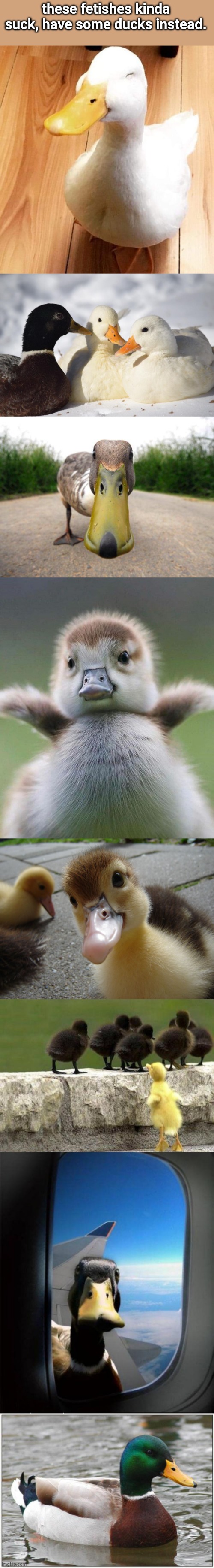 enjoy | these fetishes kinda suck, have some ducks instead. | image tagged in smile duck,dunkin ducks,duck,baby duck,cute duckling,left out duck | made w/ Imgflip meme maker