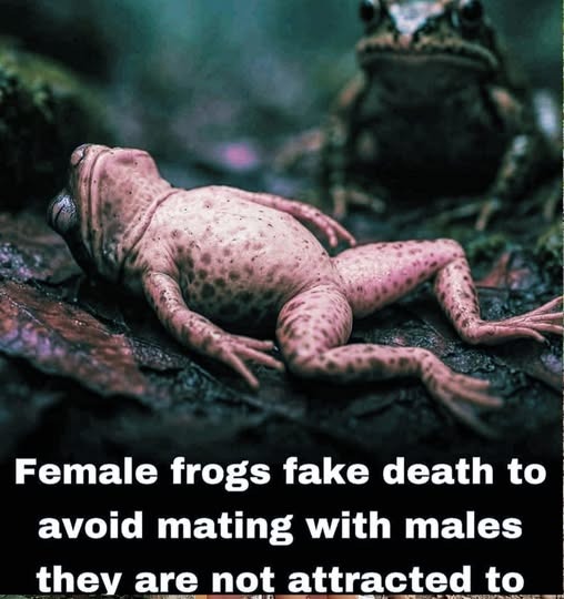 fact | made w/ Imgflip meme maker