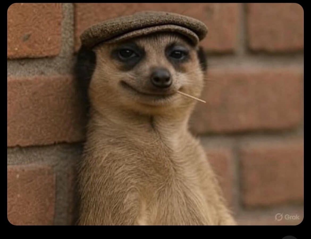 Meerkat meme Blank Meme Template