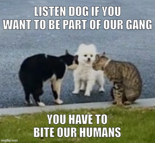 Street Gang | image tagged in cats,dogs,cat,dog,gang,street gang | made w/ Imgflip meme maker
