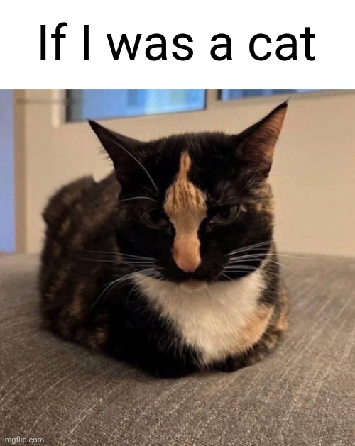 If I was a cat | image tagged in memes,cat,finger,antisocial | made w/ Imgflip meme maker
