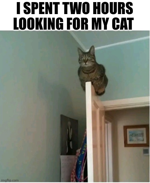 I Spent Two Hours Looking For My Cat | I SPENT TWO HOURS LOOKING FOR MY CAT | image tagged in chris joines | made w/ Imgflip meme maker