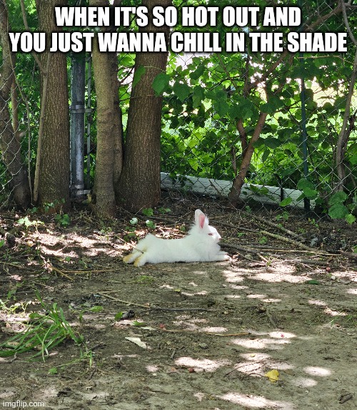TIRED FROM RUNNING AROUND | WHEN IT'S SO HOT OUT AND
YOU JUST WANNA CHILL IN THE SHADE | image tagged in bunny,bunnies,rabbit | made w/ Imgflip meme maker