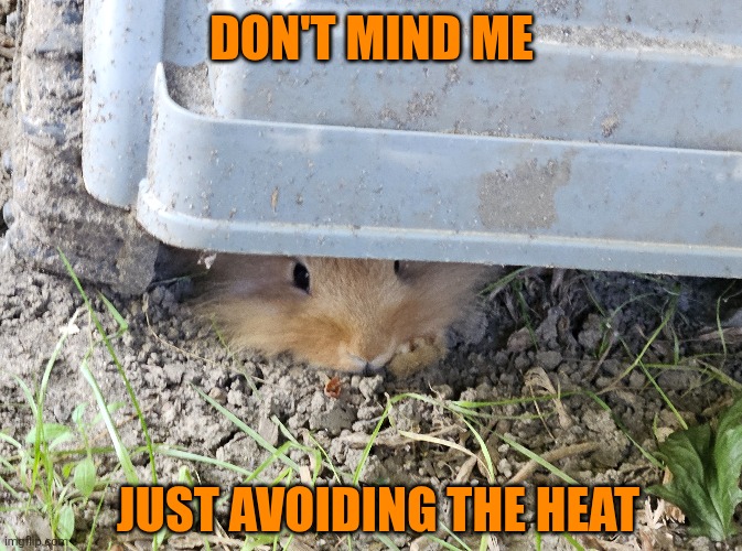 HIDING | DON'T MIND ME; JUST AVOIDING THE HEAT | image tagged in bunny,rabbit,bunnies | made w/ Imgflip meme maker