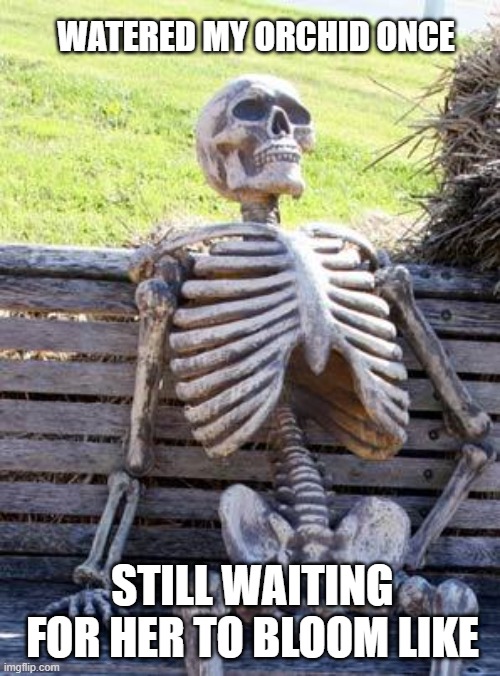 Waiting Skeleton | WATERED MY ORCHID ONCE; STILL WAITING FOR HER TO BLOOM LIKE | image tagged in memes,waiting skeleton | made w/ Imgflip meme maker