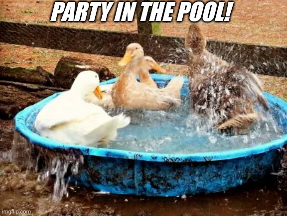 KEEP YOUR DUCKS COOL | PARTY IN THE POOL! | image tagged in ducks,duck,summer | made w/ Imgflip meme maker