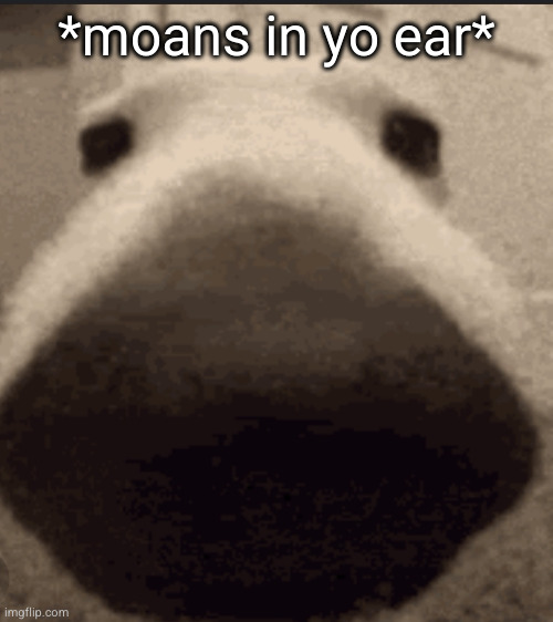 Sniff dog | *moans in yo ear* | image tagged in sniff dog | made w/ Imgflip meme maker