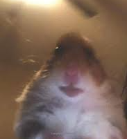 Hampter Blank Meme Template