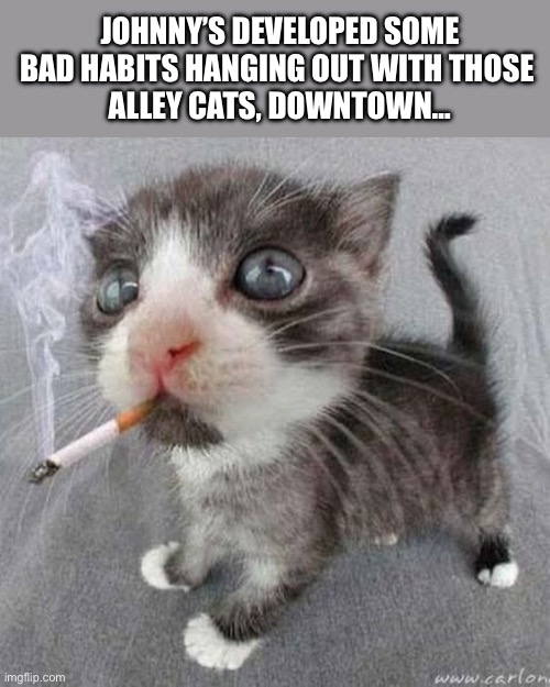 He likes his cigarettes unfiltered… | JOHNNY’S DEVELOPED SOME BAD HABITS HANGING OUT WITH THOSE 
ALLEY CATS, DOWNTOWN… | image tagged in cats,bad habits,smoking,unfiltered | made w/ Imgflip meme maker