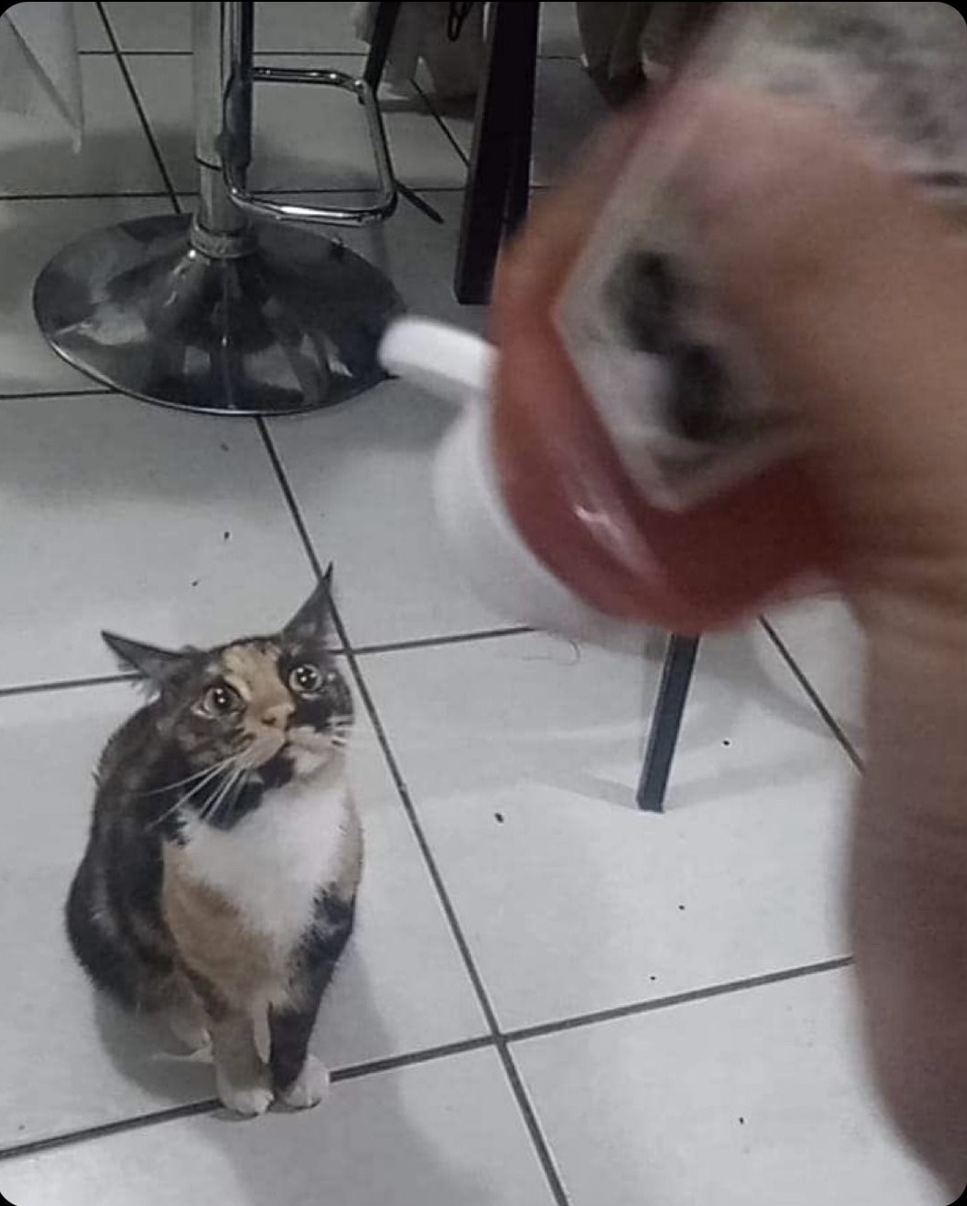 Katsup blast Blank Meme Template