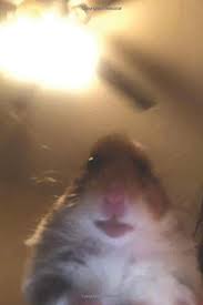 Hampter Blank Meme Template