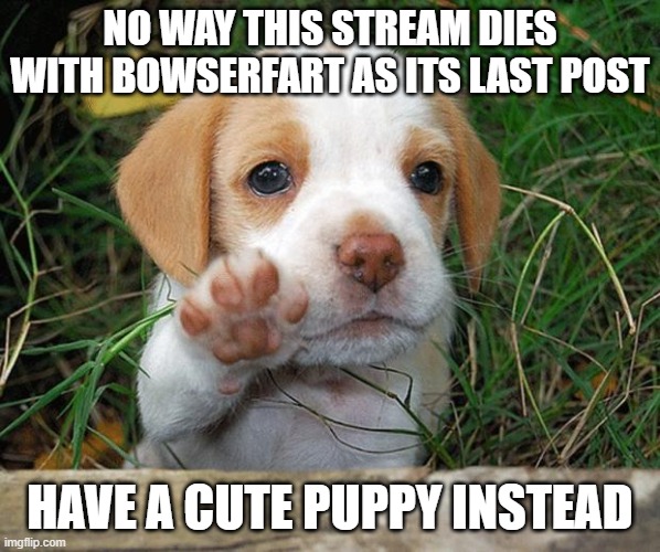 get cutenessed | NO WAY THIS STREAM DIES WITH BOWSERFART AS ITS LAST POST; HAVE A CUTE PUPPY INSTEAD | image tagged in dog puppy bye | made w/ Imgflip meme maker