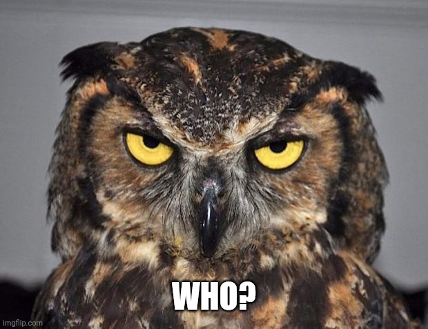 angry owl | WHO? | image tagged in angry owl | made w/ Imgflip meme maker