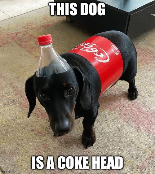 Coke head | THIS DOG; IS A COKE HEAD | image tagged in coke,head,dog | made w/ Imgflip meme maker