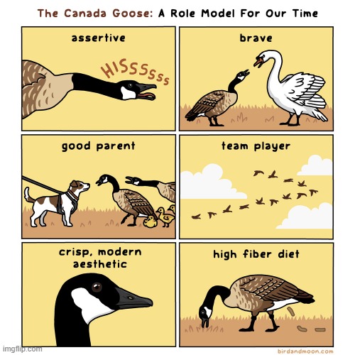 image tagged in canada,goose,canada goose,role model | made w/ Imgflip meme maker