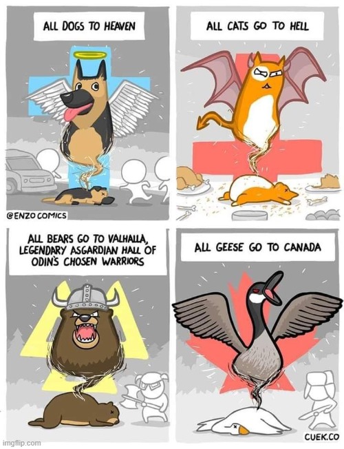 image tagged in dogs,cats,bears,geese,canada,canada geese | made w/ Imgflip meme maker