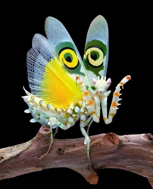 Spine Flower Mantis | image tagged in amazing insects | made w/ Imgflip meme maker