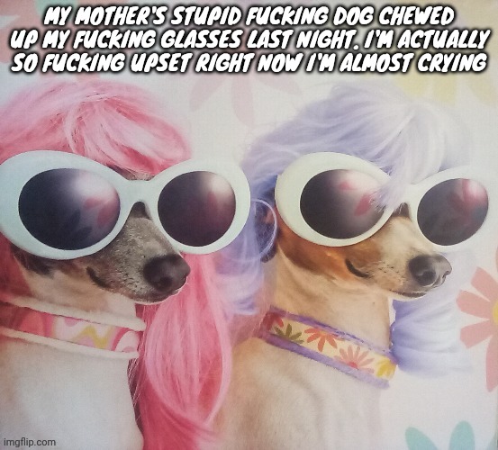 Groovy dawgs | MY MOTHER'S STUPID FUCKING DOG CHEWED UP MY FUCKING GLASSES LAST NIGHT. I'M ACTUALLY SO FUCKING UPSET RIGHT NOW I'M ALMOST CRYING | image tagged in groovy dawgs | made w/ Imgflip meme maker