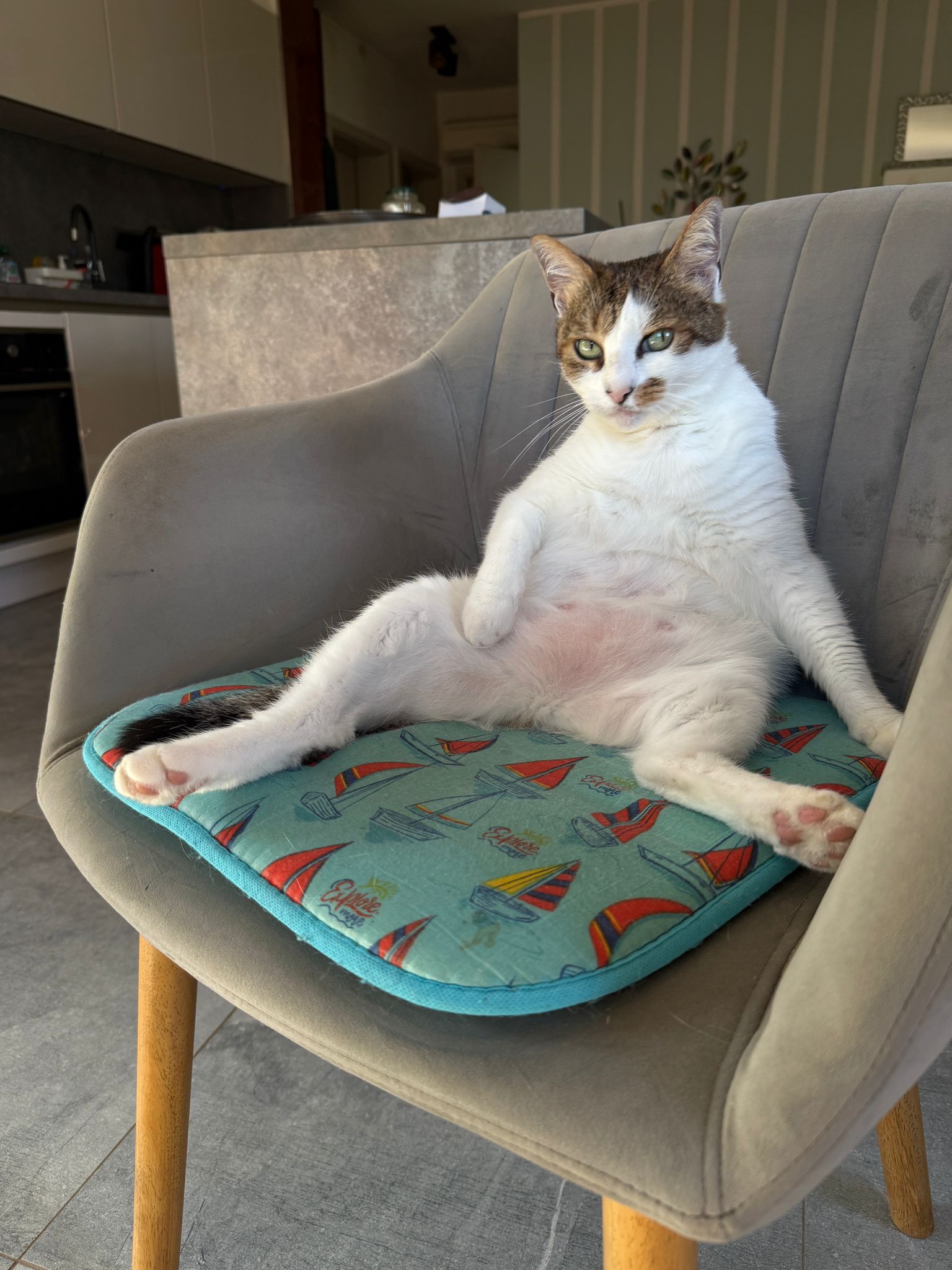 Sad kitty Blank Meme Template