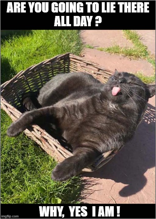 What A Rude Kitty ! | ARE YOU GOING TO LIE THERE
ALL DAY ? WHY,  YES  I AM ! | image tagged in cats,rude,lazy | made w/ Imgflip meme maker