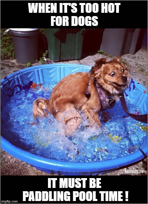 In Hot Weather, Dogs Need To Be Kept Cool ! | WHEN IT'S TOO HOT
FOR DOGS; IT MUST BE 
PADDLING POOL TIME ! | image tagged in dogs,hot weather,paddling pool,cool | made w/ Imgflip meme maker
