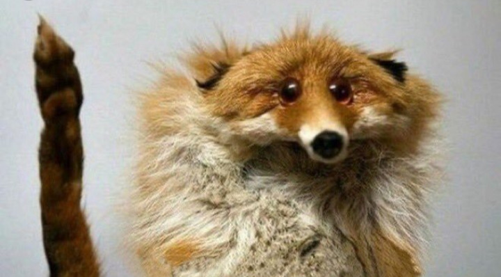 Squirrel I have question Blank Meme Template