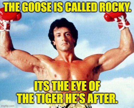 THE GOOSE IS CALLED ROCKY. ITS THE EYE OF THE TIGER HE'S AFTER. | image tagged in rocky | made w/ Imgflip meme maker