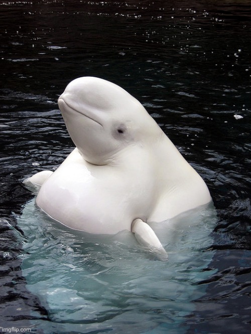 Beluga fat | image tagged in beluga fat | made w/ Imgflip meme maker