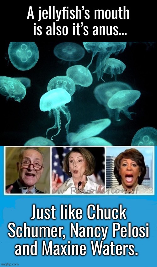 The three of them are also bottom feeders… | Just like Chuck Schumer, Nancy Pelosi and Maxine Waters. | image tagged in political meme,chuck schumer,nancy pelosi,maxine waters,jellyfish | made w/ Imgflip meme maker