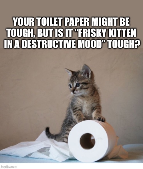 His claws need a good workout… | YOUR TOILET PAPER MIGHT BE 
TOUGH, BUT IS IT “FRISKY KITTEN 
IN A DESTRUCTIVE MOOD” TOUGH? | image tagged in cats,toilet paper,destructive mood,frisky kitten | made w/ Imgflip meme maker