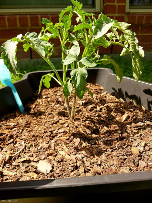 my tomato plant today | made w/ Imgflip meme maker