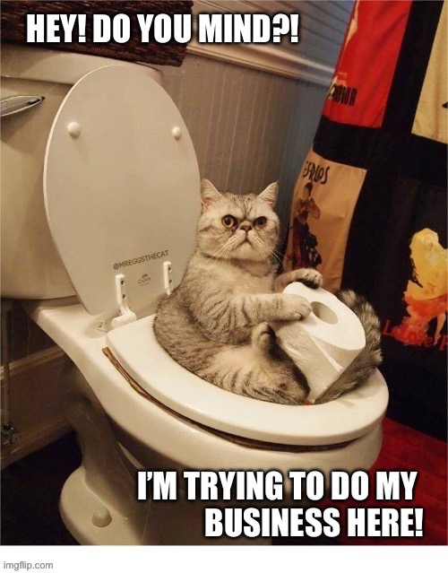 Please respect his privacy… | I’M TRYING TO DO MY 
BUSINESS HERE! | image tagged in cats,bathroom,toilet,business,privacy | made w/ Imgflip meme maker