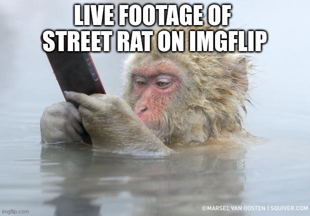 closest thing y'all will get to a face reveal | LIVE FOOTAGE OF  STREET RAT ON IMGFLIP | image tagged in monkey mobile phone | made w/ Imgflip meme maker