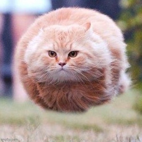 Loaf Cat on Urgency | image tagged in loaf cat on urgency | made w/ Imgflip meme maker