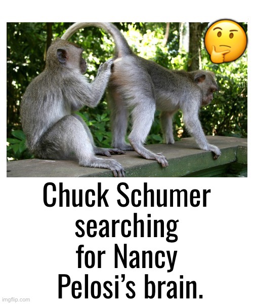 She’ll try to search for his next… | 🤔 | image tagged in political meme,monkeys,chuck schumer,nancy pelosi,searching for her brain | made w/ Imgflip meme maker