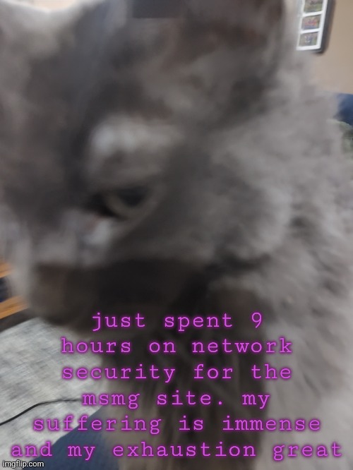 32's Cat | just spent 9 hours on network security for the msmg site. my suffering is immense and my exhaustion great | image tagged in 32's cat | made w/ Imgflip meme maker