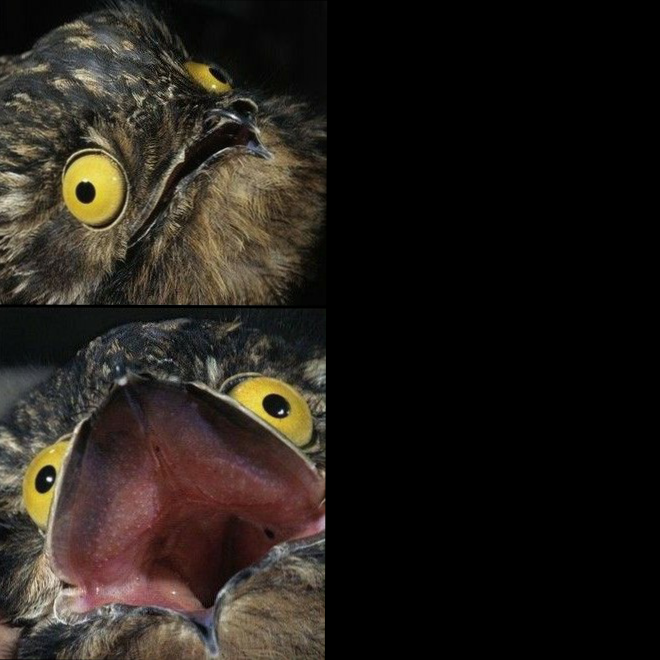 High Quality Potoo Format Blank Meme Template