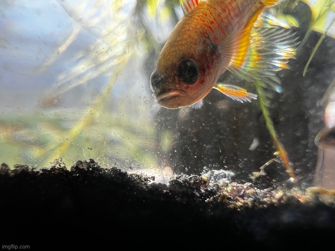 my feesh | made w/ Imgflip meme maker