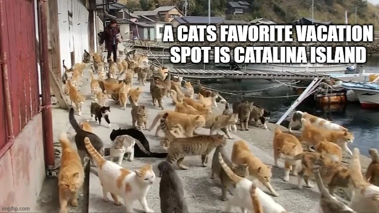 A cats favorite vacation place is Cat-alina Island of course | A CATS FAVORITE VACATION SPOT IS CATALINA ISLAND | image tagged in cats,funny,kitten,vacation,play on words | made w/ Imgflip meme maker