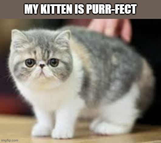 People say that my kitten is purr-fect. | MY KITTEN IS PURR-FECT | image tagged in cats,funny,kitten,cute,humor,perfect | made w/ Imgflip meme maker
