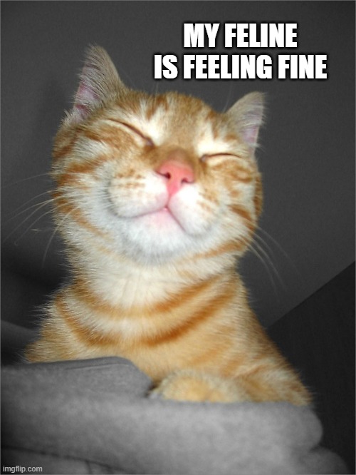 My feline is feeling fine. -funny- | MY FELINE IS FEELING FINE | image tagged in cats,feline,funny,kitten,humor,play on words | made w/ Imgflip meme maker