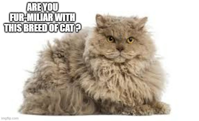 Are you fur-miliar with this breed of cat?  - funny - | ARE YOU FUR-MILIAR WITH THIS BREED OF CAT ? | image tagged in cats,funny,kittens,humor,furry | made w/ Imgflip meme maker