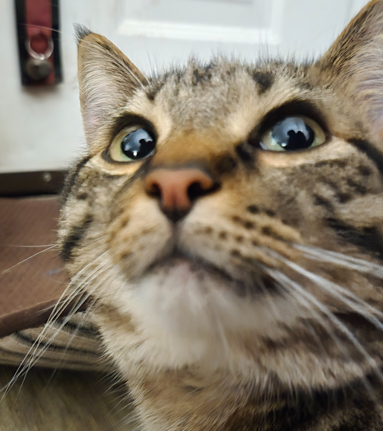 Sad Cat Blank Meme Template