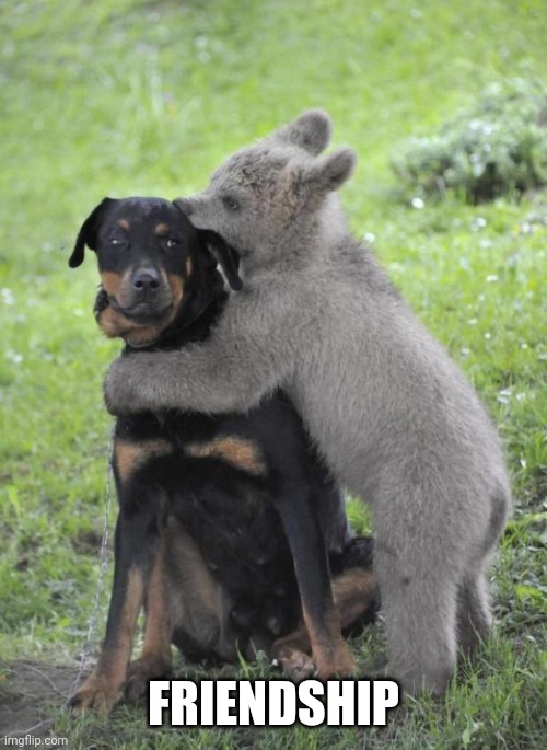 friendship  | FRIENDSHIP | image tagged in friendship | made w/ Imgflip meme maker
