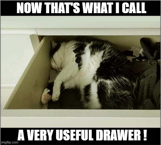 Every Home Should Have One Of These ! | NOW THAT'S WHAT I CALL; A VERY USEFUL DRAWER ! | image tagged in cats,sleeping,drawer | made w/ Imgflip meme maker