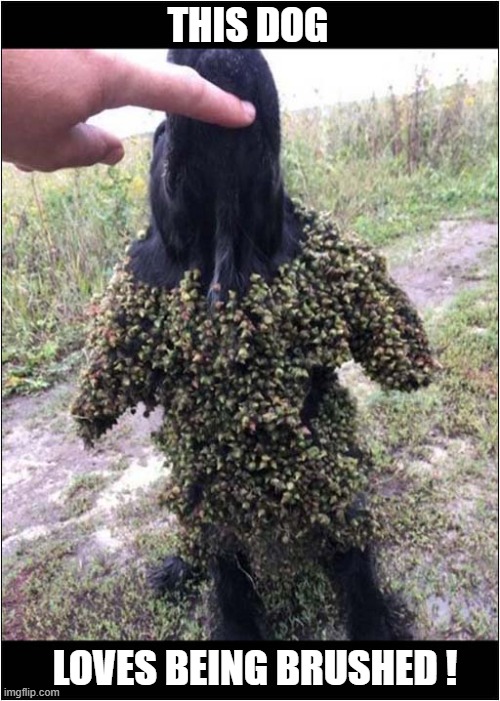 Why Does He Keep Doing This ? | THIS DOG; LOVES BEING BRUSHED ! | image tagged in dogs,seeds,brushed | made w/ Imgflip meme maker