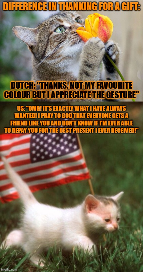 This #lolcat wonders why hoo-mans say 'thank you' differently | DIFFERENCE IN THANKING FOR A GIFT:; DUTCH: "THANKS. NOT MY FAVOURITE COLOUR BUT I APPRECIATE THE GESTURE"; US: "OMG! IT'S EXACTLY WHAT I HAVE ALWAYS WANTED! I PRAY TO GOD THAT EVERYONE GETS A FRIEND LIKE YOU AND DON'T KNOW IF I'M EVER ABLE TO REPAY YOU FOR THE BEST PRESENT I EVER RECEIVED!" | image tagged in thank you,thanks,culture,dutch,usa,lolcat | made w/ Imgflip meme maker