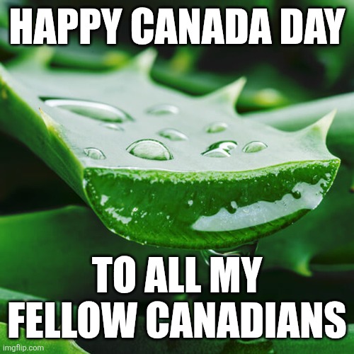 Ignore my obsession with this fuckass plant | HAPPY CANADA DAY; TO ALL MY FELLOW CANADIANS | made w/ Imgflip meme maker